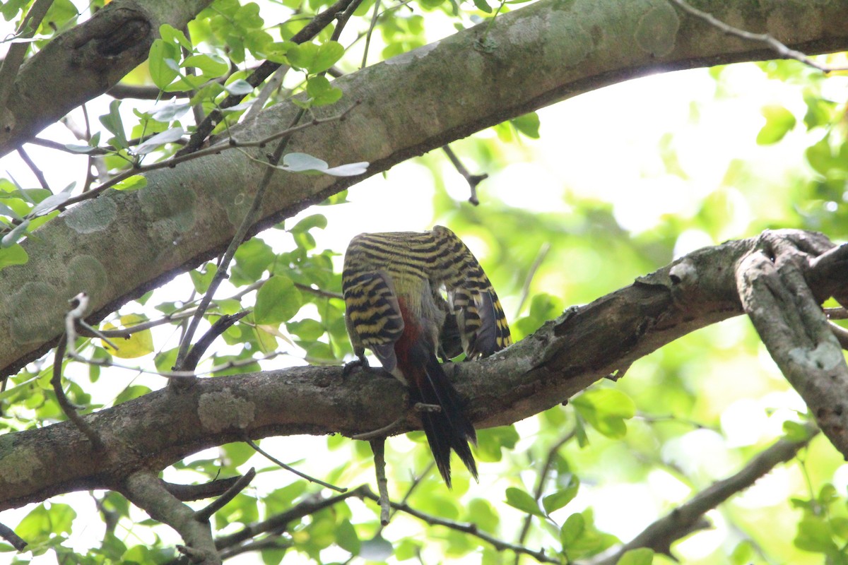 Hispaniolan Woodpecker - ML620870422