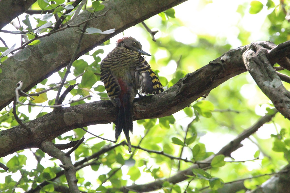 Hispaniolan Woodpecker - ML620870423