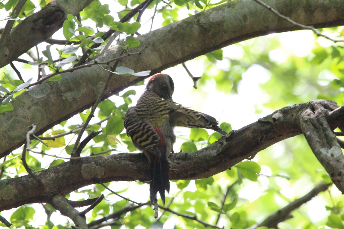 Hispaniolan Woodpecker - ML620870425