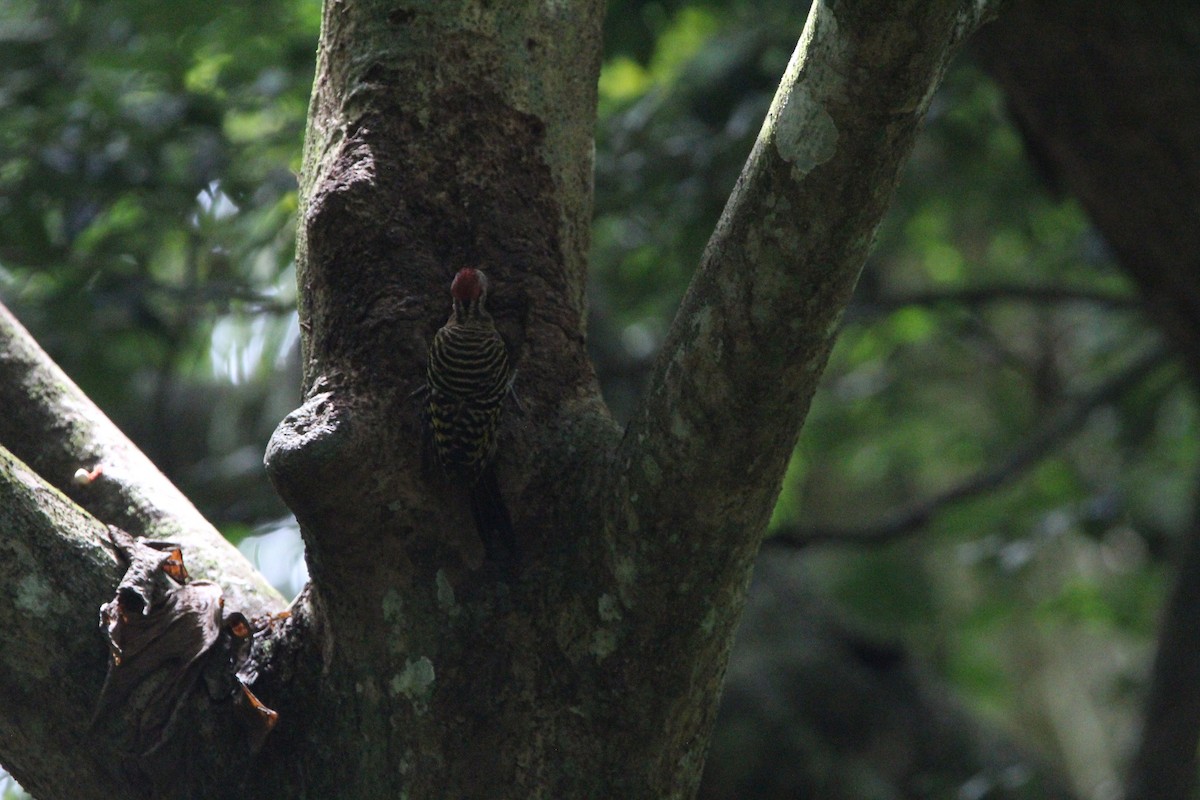 Hispaniolan Woodpecker - ML620870426