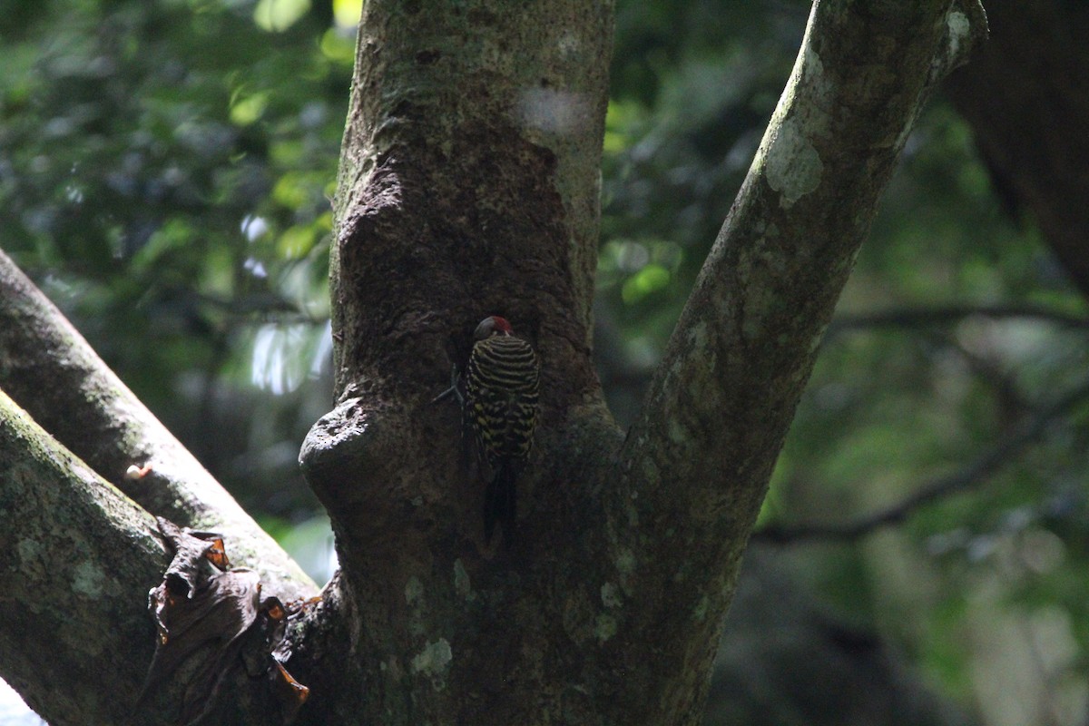 Hispaniolan Woodpecker - ML620870427