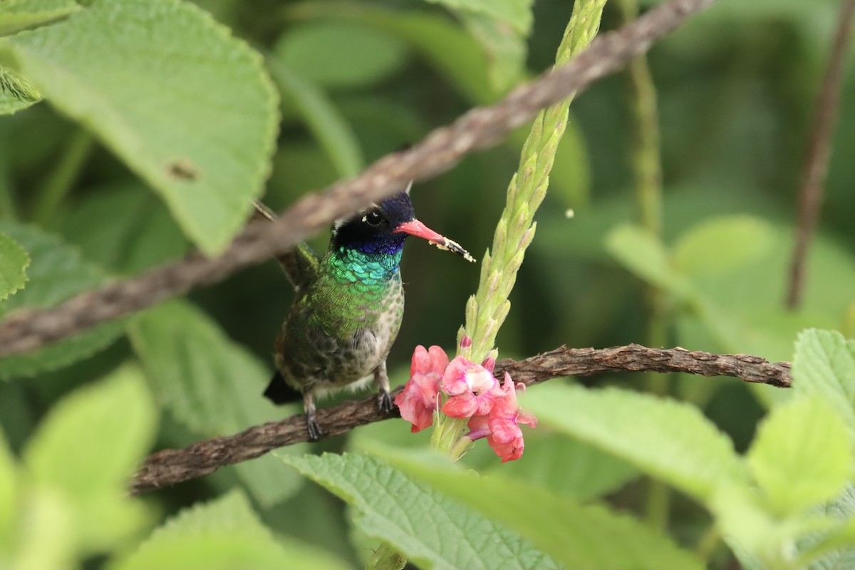 Colibrí Orejiblanco - ML620870435