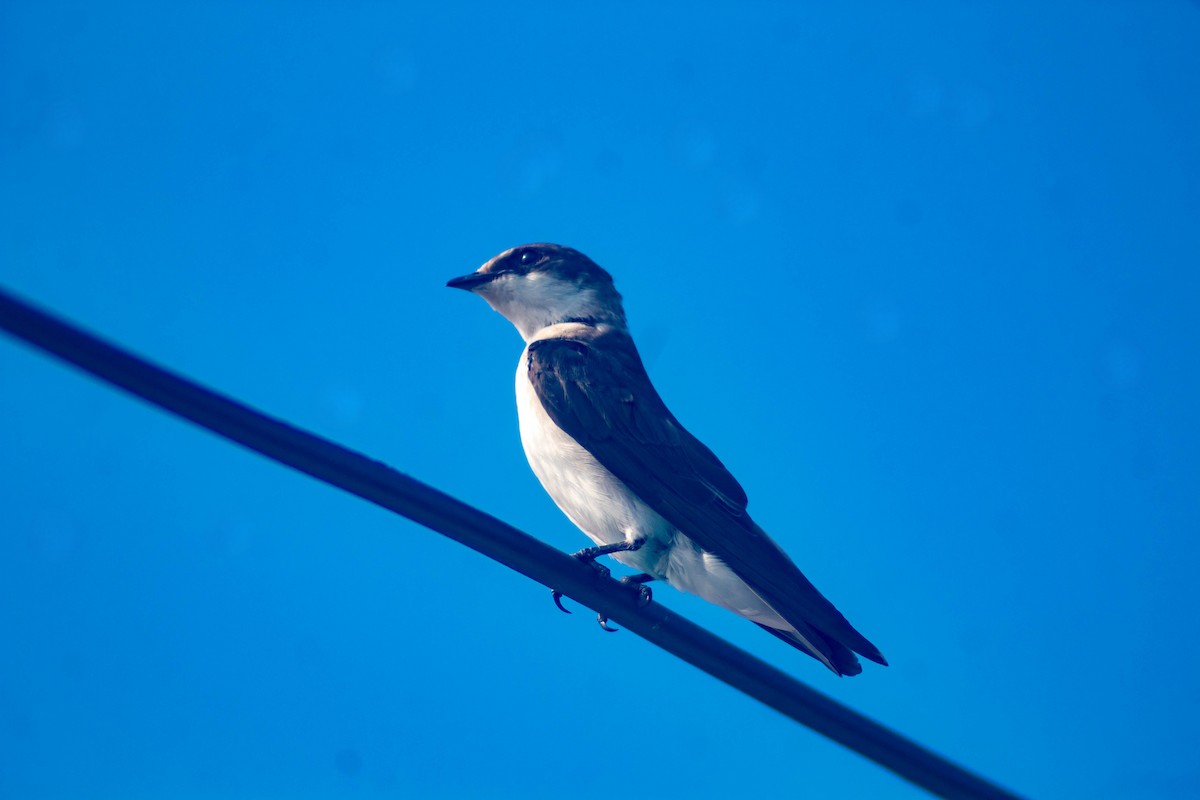 Golondrina de Manglar - ML620870440