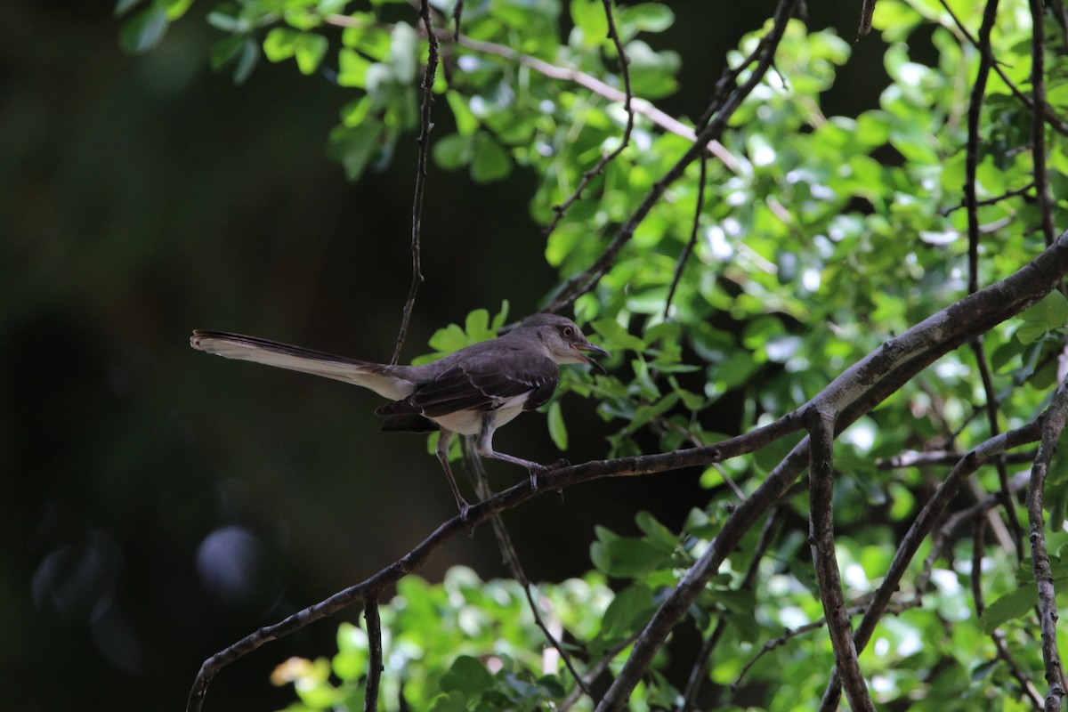 Northern Mockingbird - ML620870442