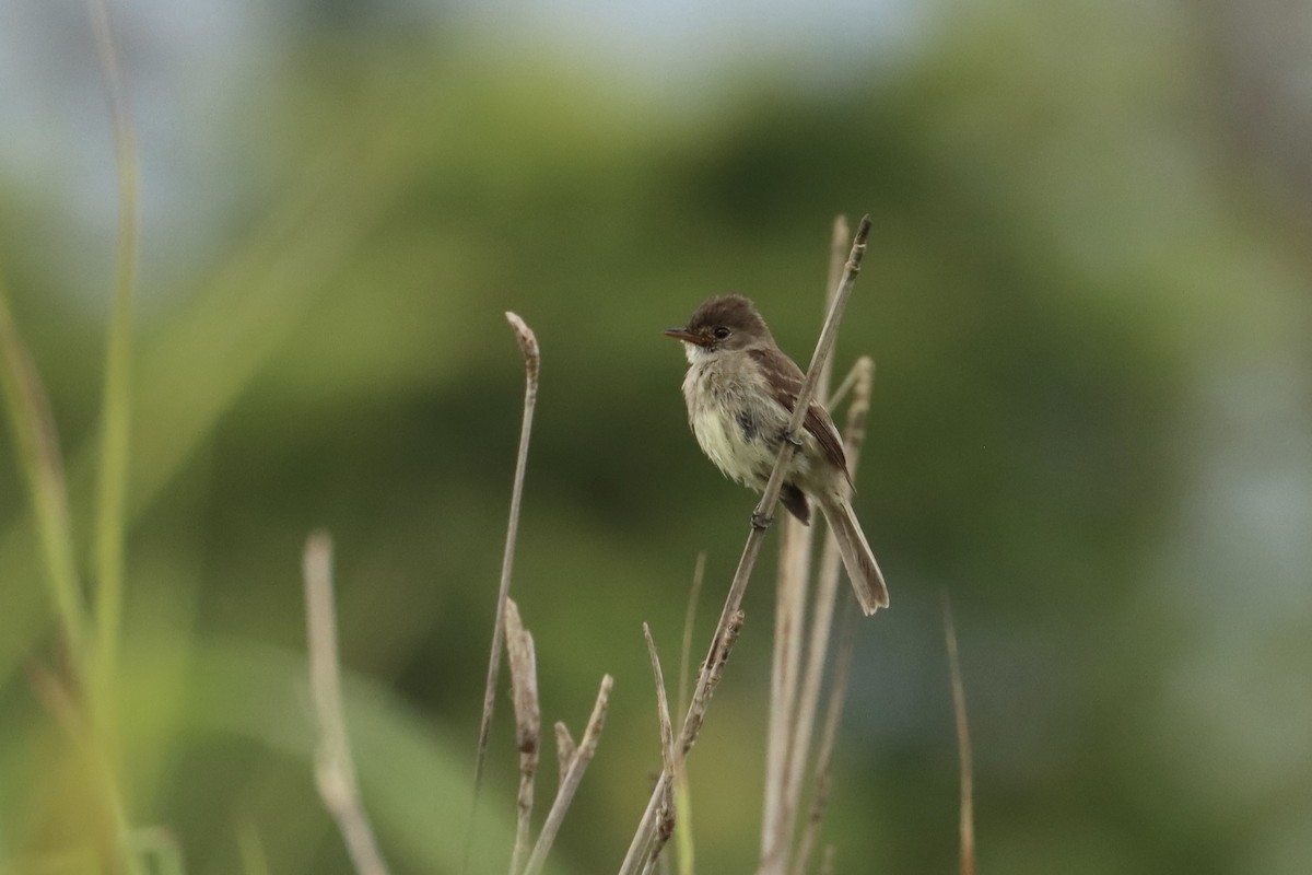 White-throated Flycatcher - ML620870447