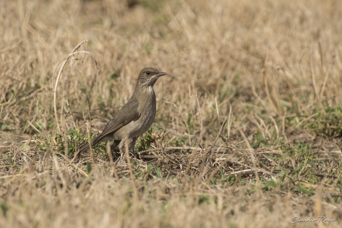 Creamy-bellied Thrush - ML620870448