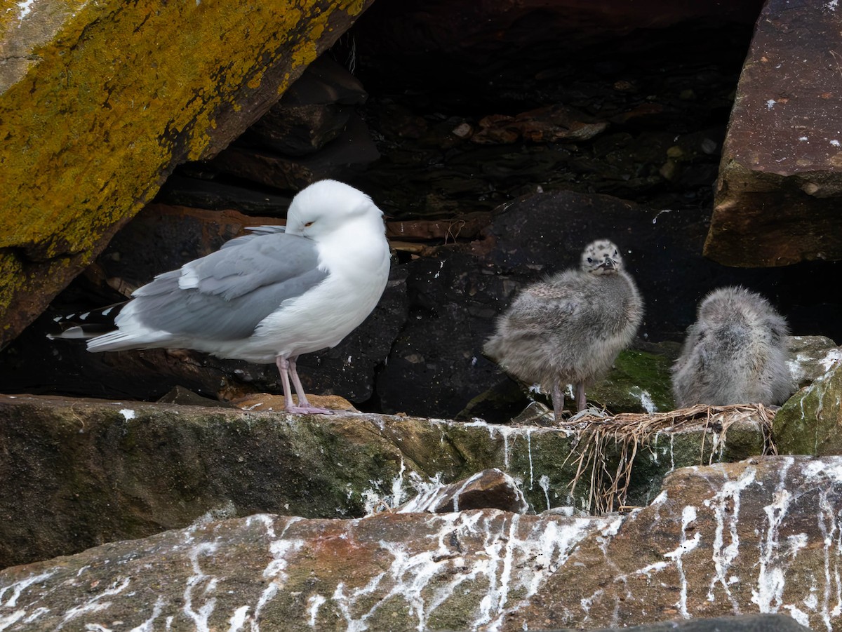 Herring Gull - ML620870453