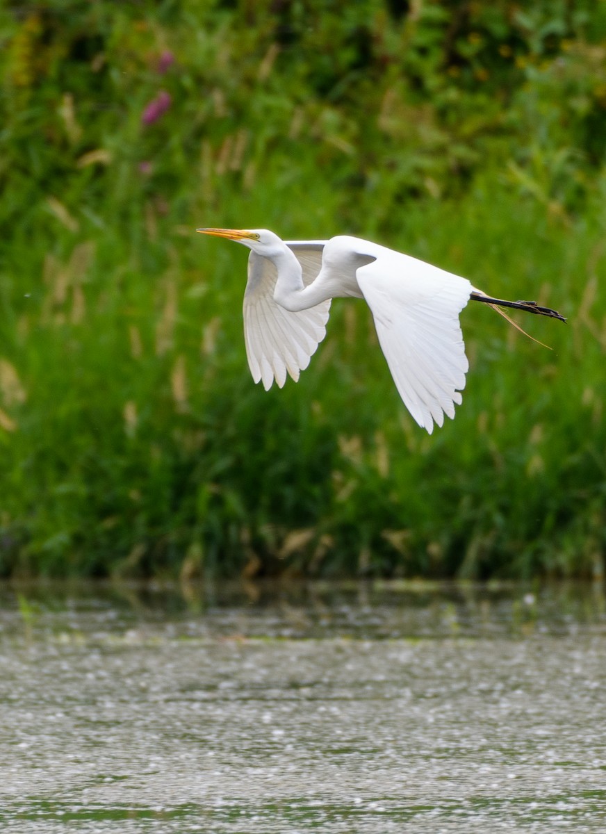 Great Egret - ML620870455