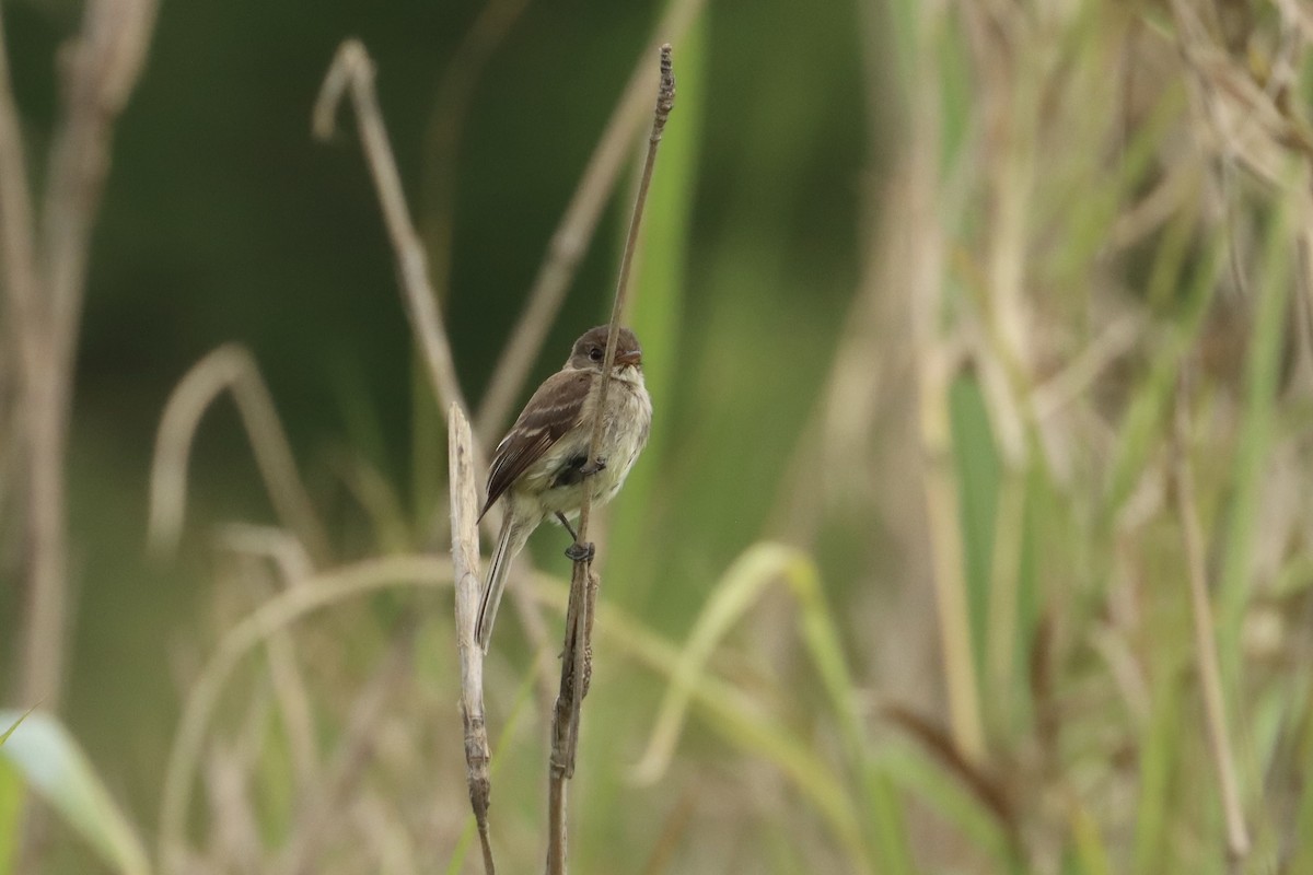 White-throated Flycatcher - ML620870458