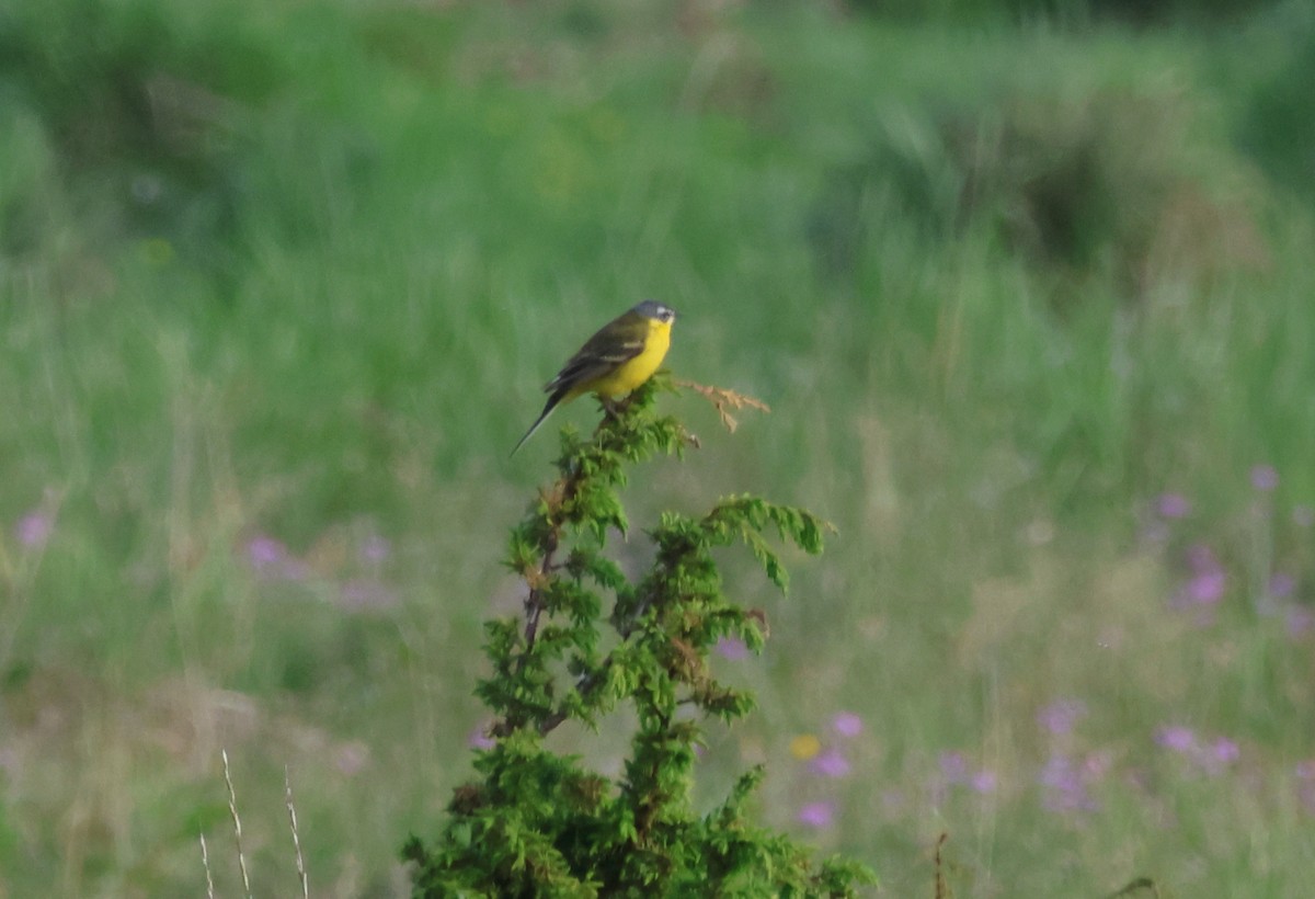 Western Yellow Wagtail - ML620870467