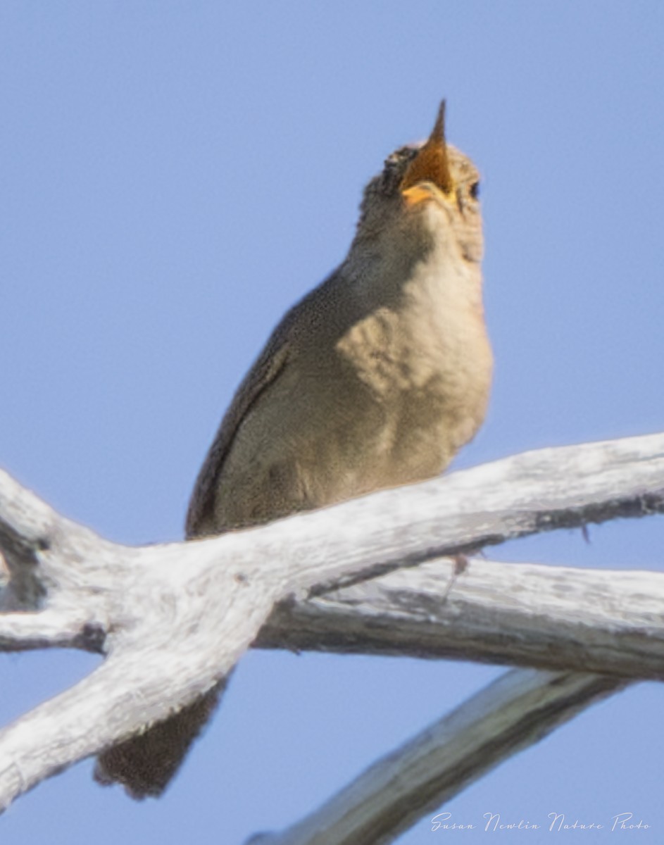 House Wren - Susan Newlin