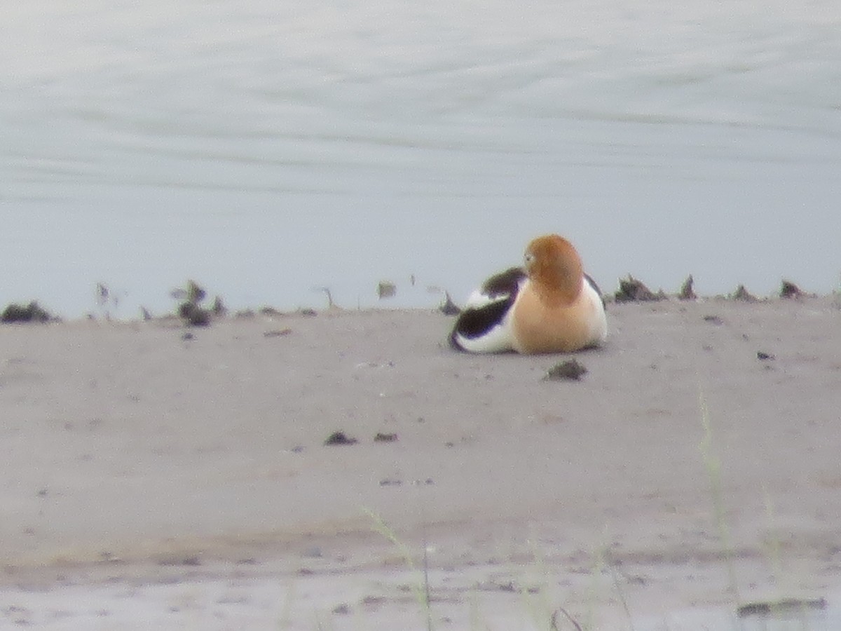 Avoceta Americana - ML620870481