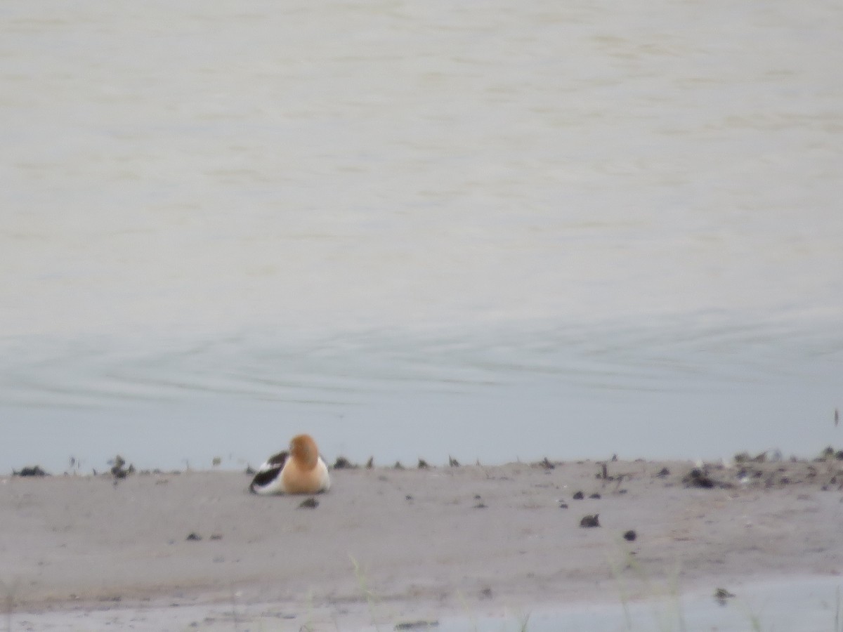 Avoceta Americana - ML620870482