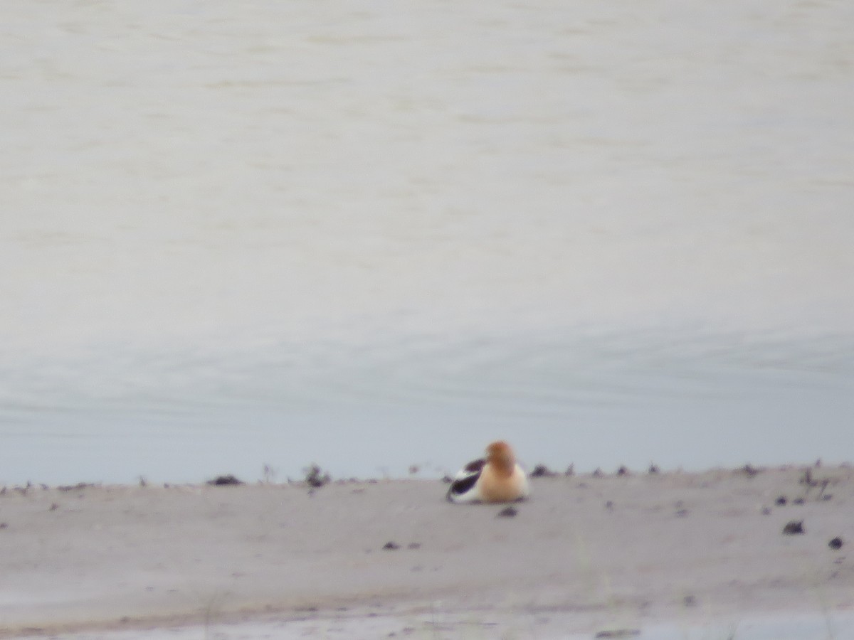 Avoceta Americana - ML620870483