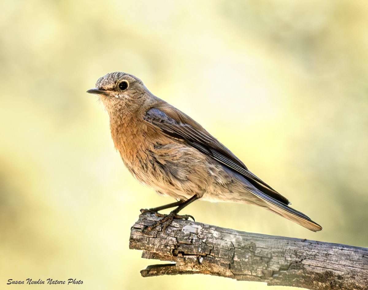 Western Bluebird - ML620870486