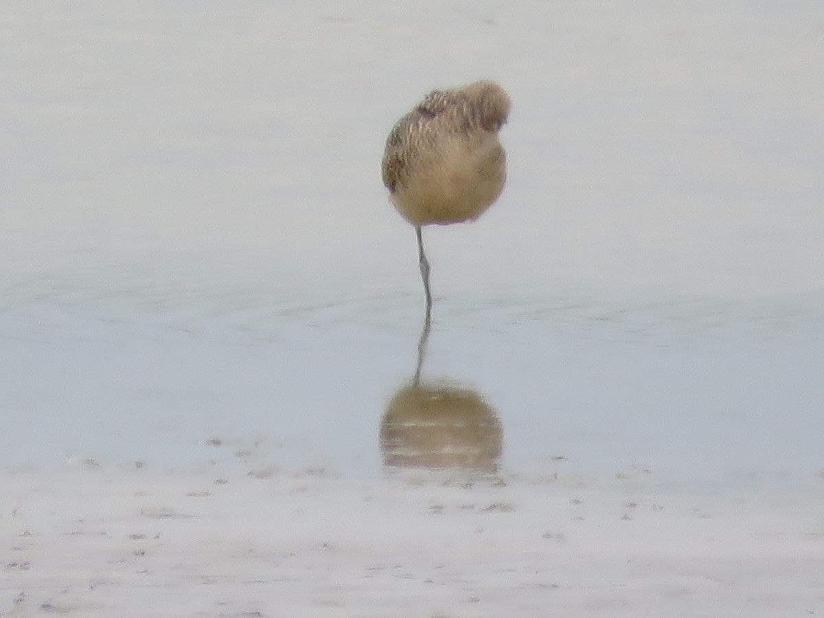 Marbled Godwit - ML620870488