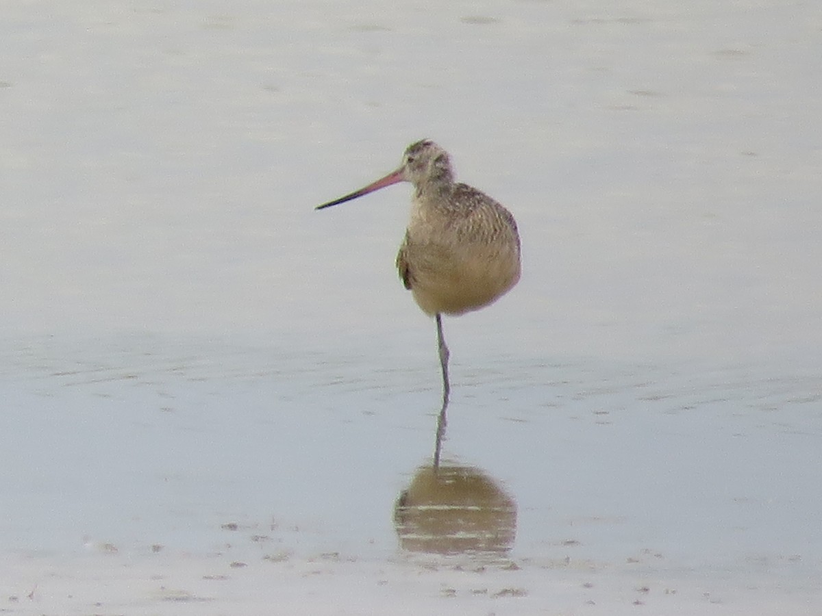 Marbled Godwit - ML620870489