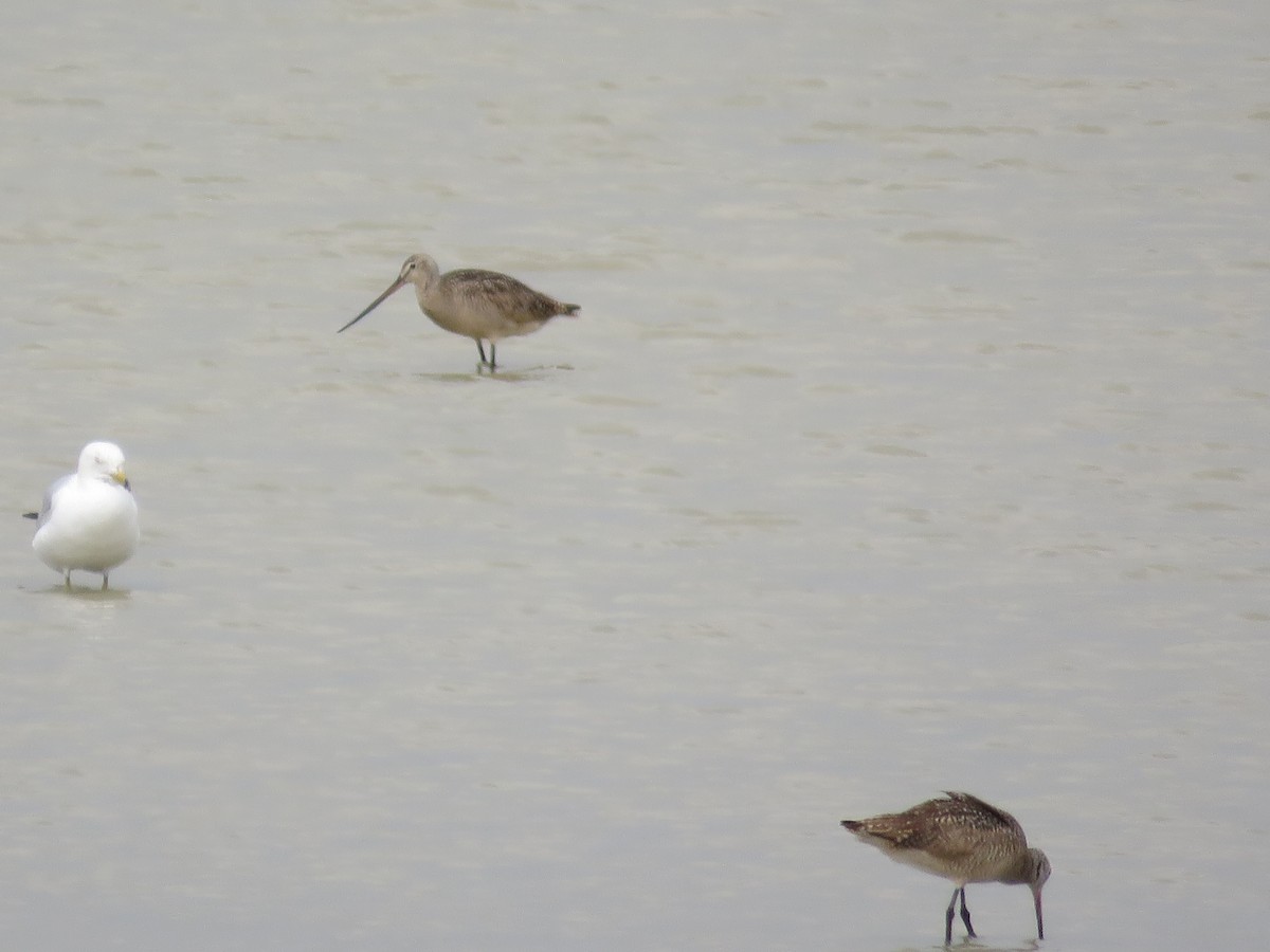 Marbled Godwit - ML620870490