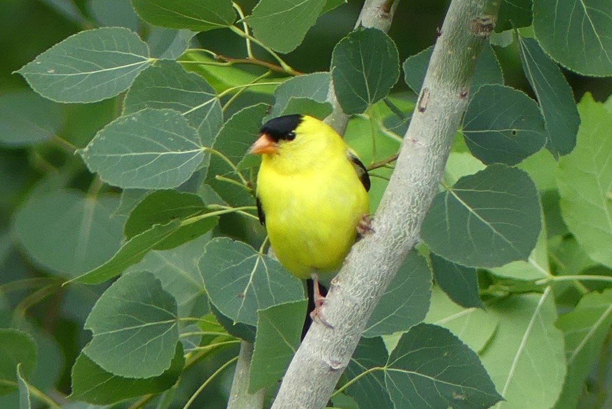 American Goldfinch - Roland Bergeron