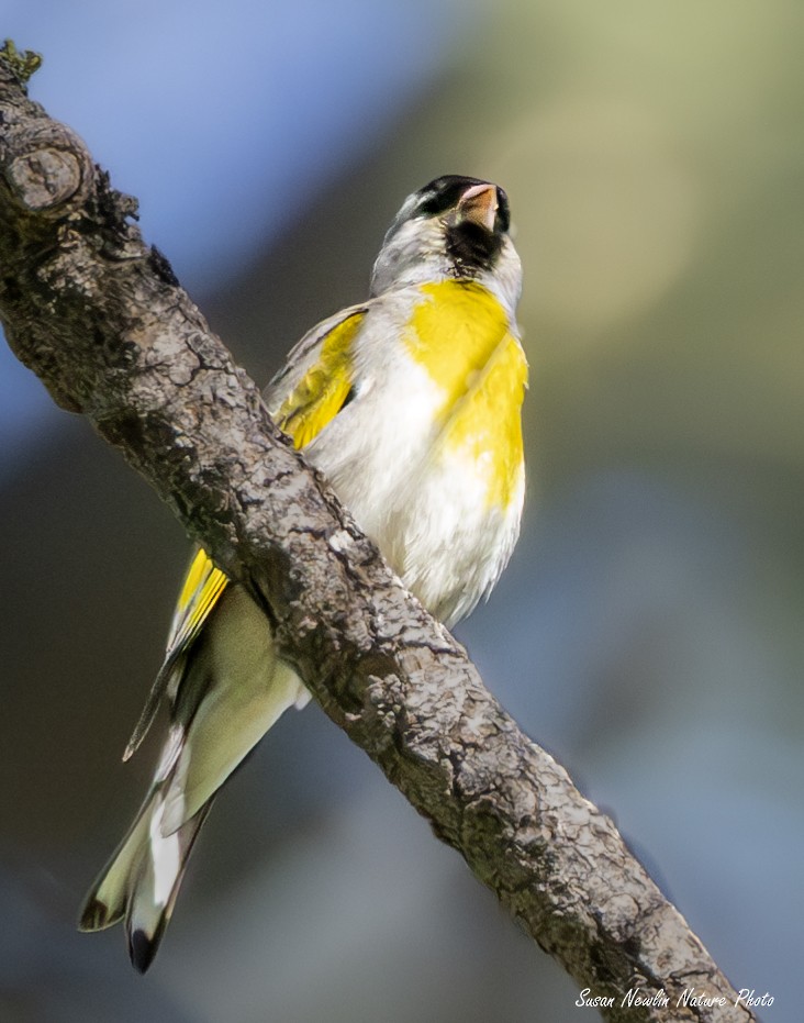 Lawrence's Goldfinch - ML620870499