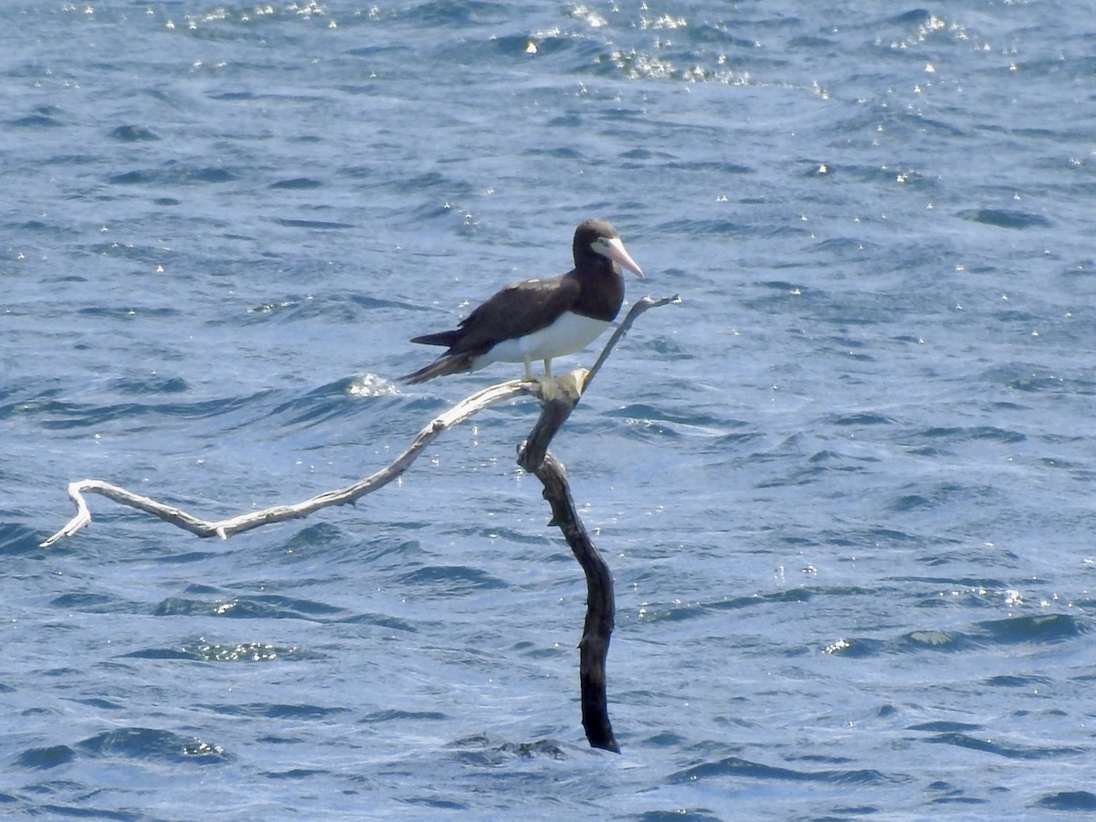 Brown Booby - ML620870501