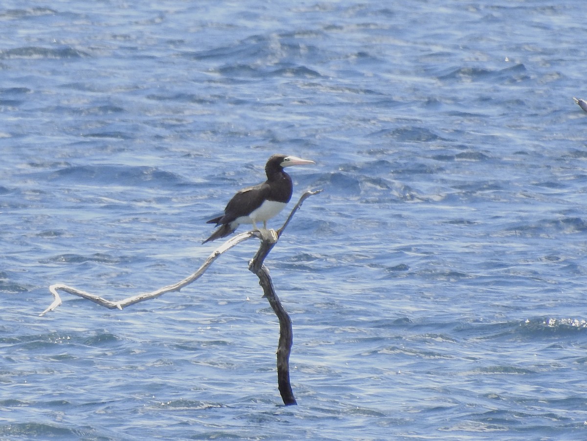 Brown Booby - ML620870502