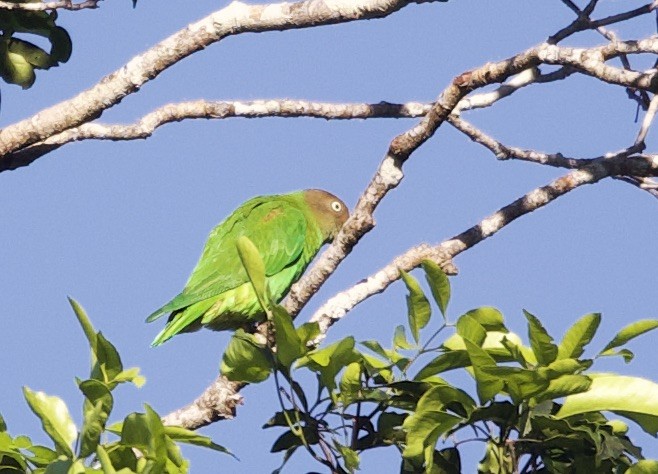 Red-cheeked Parrot - ML620870513