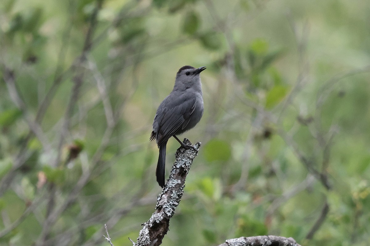 Gray Catbird - ML620870516