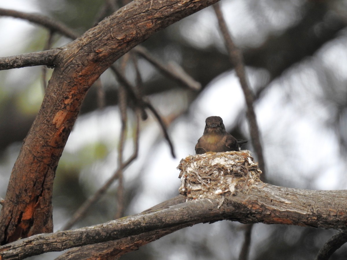 Western Wood-Pewee - ML620870520