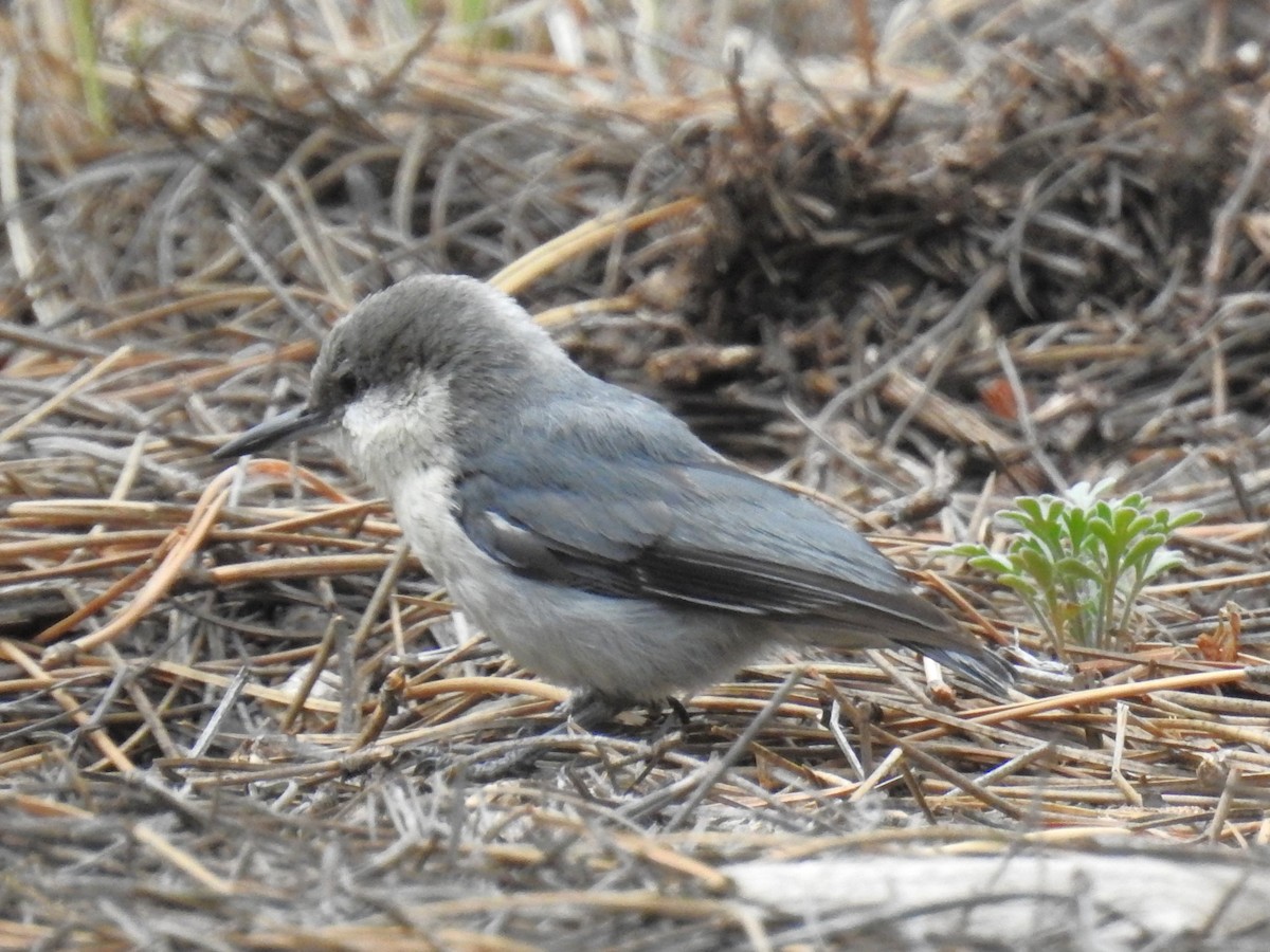 Pygmy Nuthatch - ML620870527