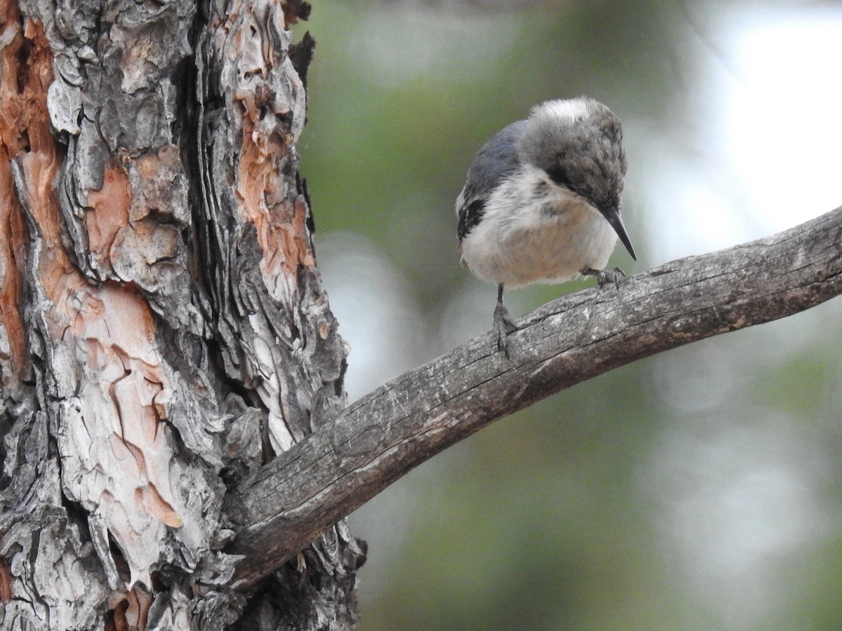 Pygmy Nuthatch - ML620870528