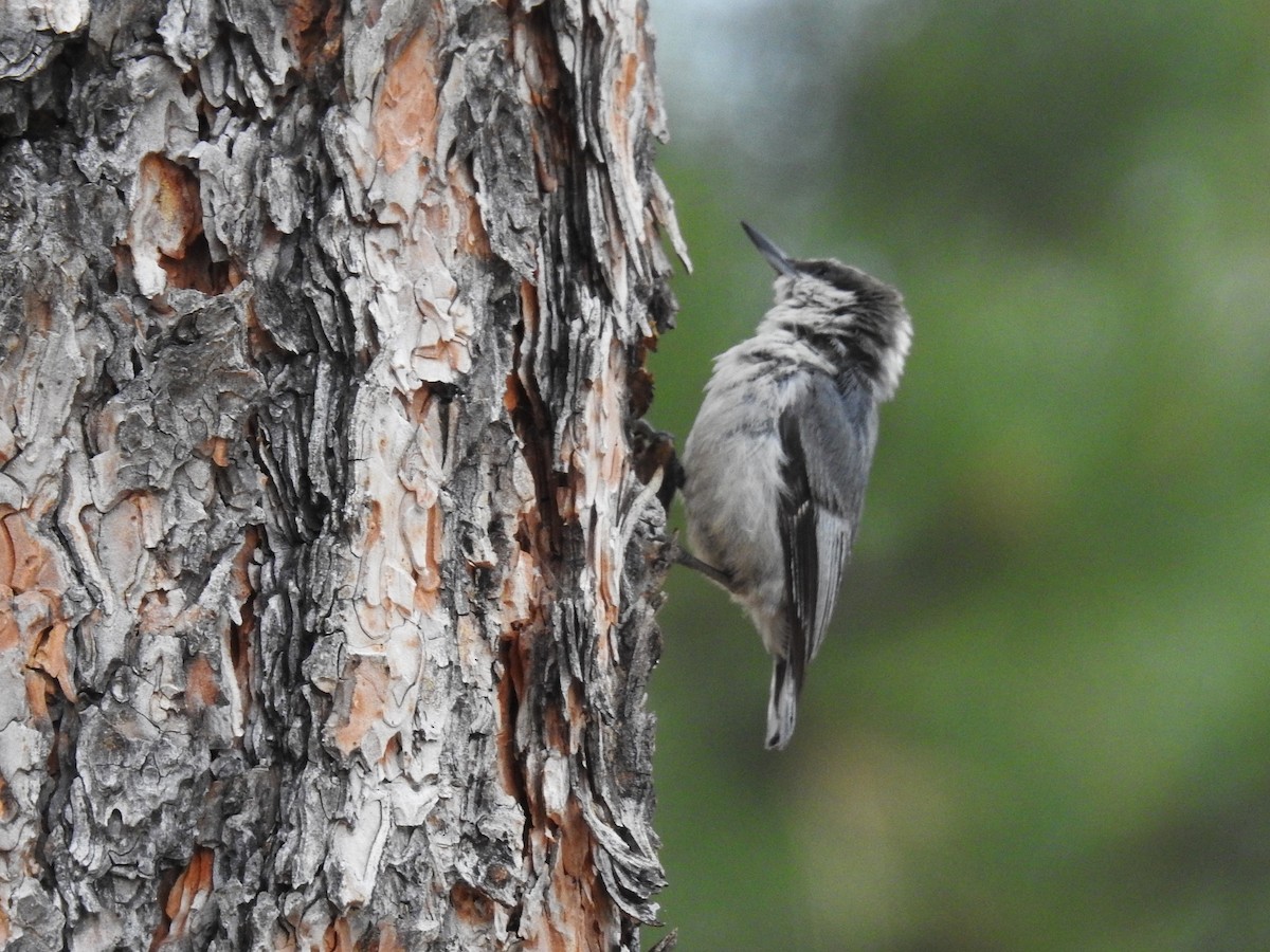 Pygmy Nuthatch - ML620870529