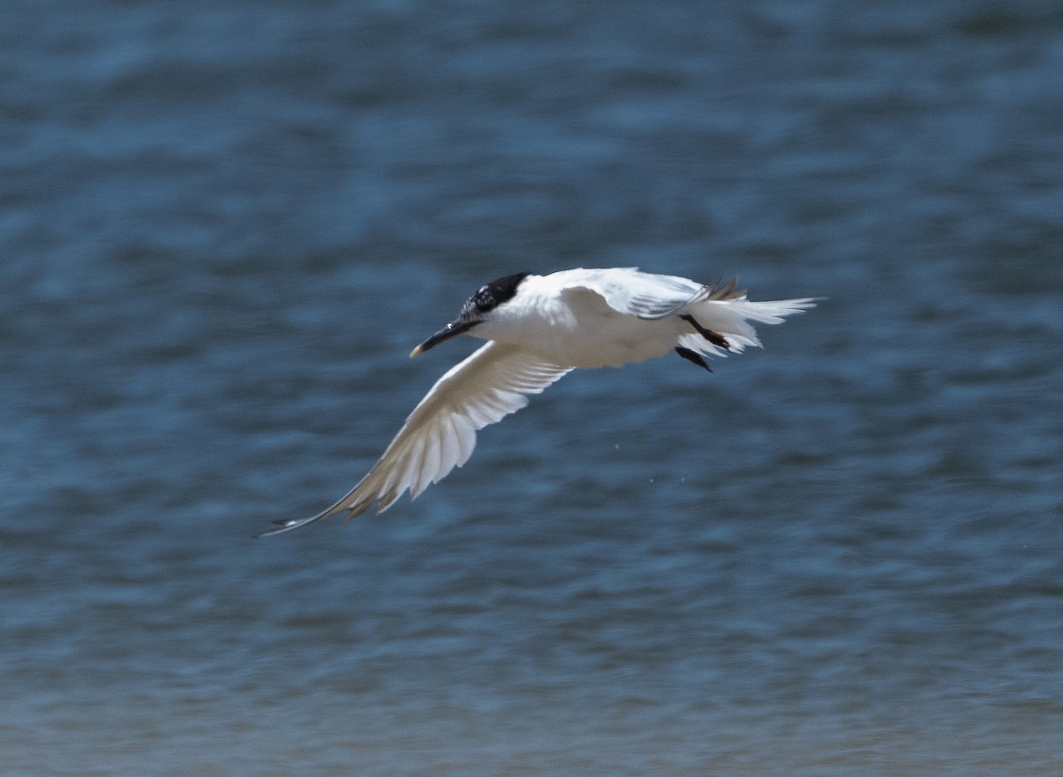 Sandwich Tern - ML620870540