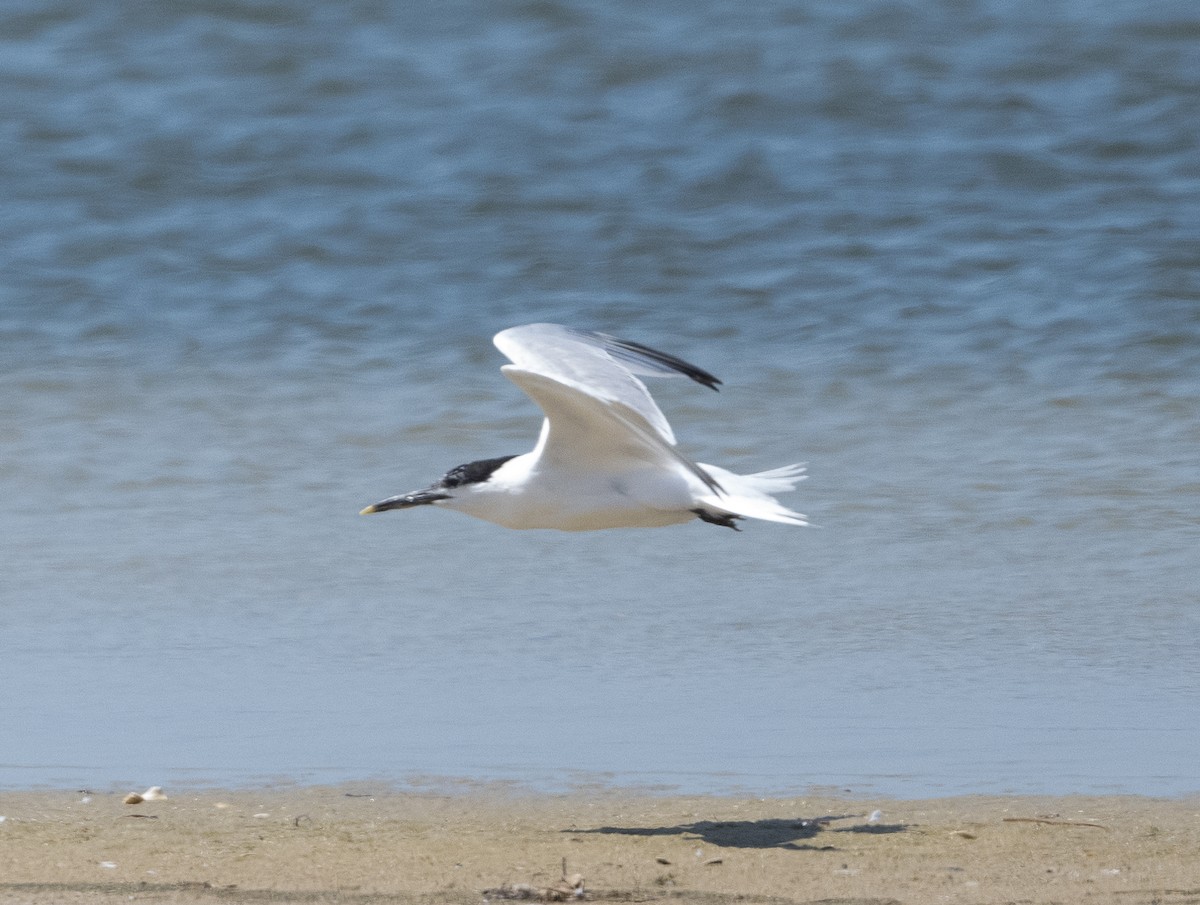 Sandwich Tern - ML620870541