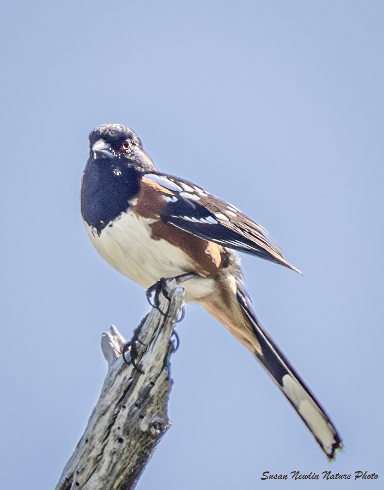 Spotted Towhee - ML620870544