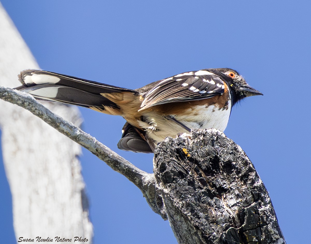 Spotted Towhee - ML620870546