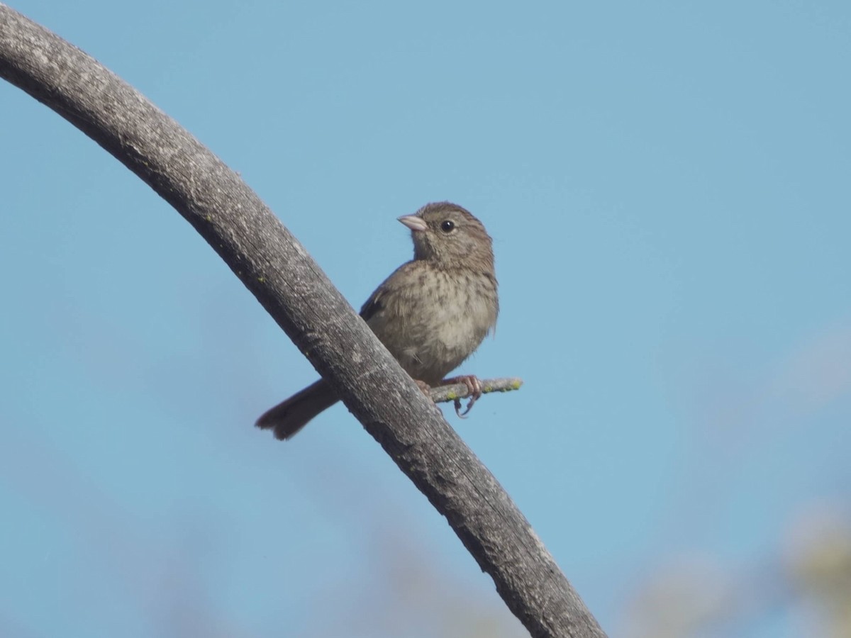 Rufous-crowned Sparrow - ML620870547