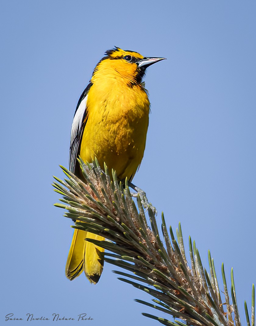 Bullock's Oriole - ML620870557