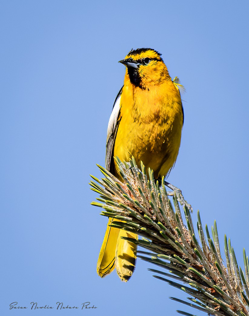 Bullock's Oriole - ML620870558