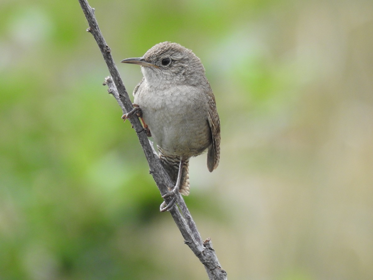 Northern House Wren - ML620870560