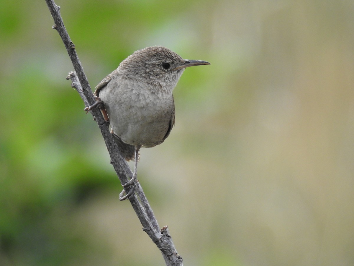 Northern House Wren - ML620870561