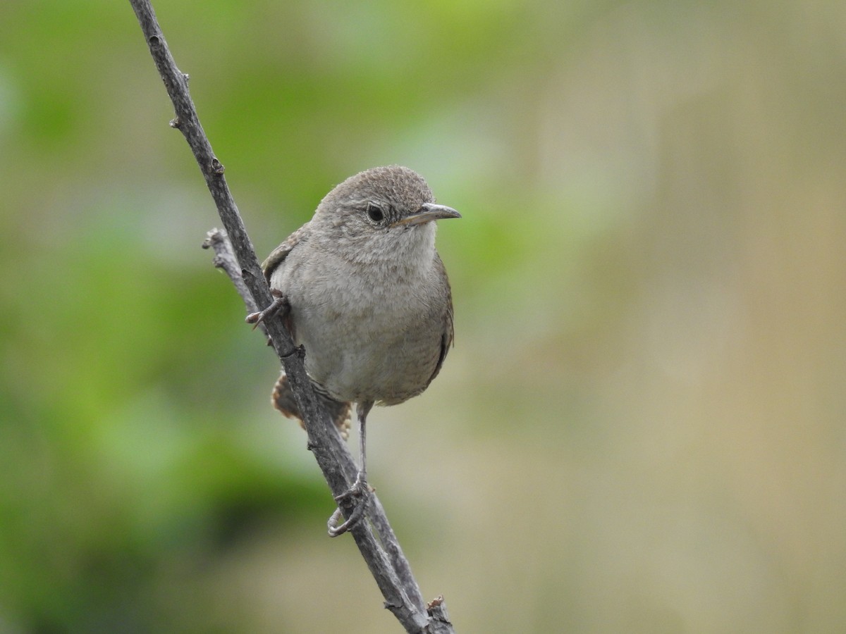 Northern House Wren - ML620870562