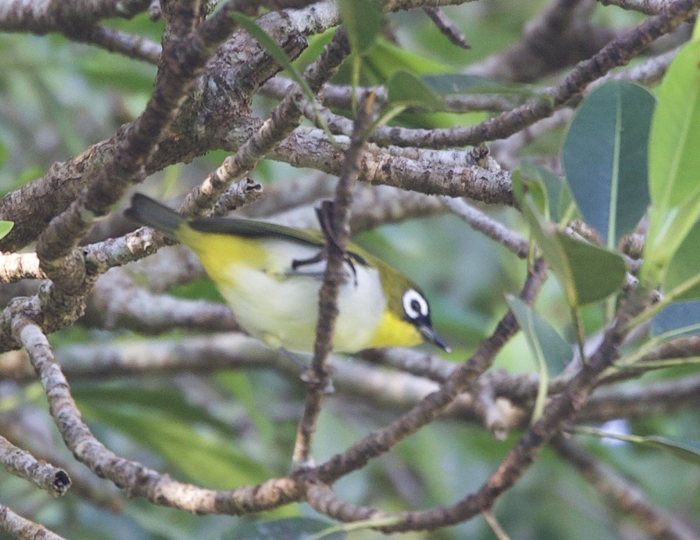 Black-fronted White-eye (Black-fronted) - Sue Flecker