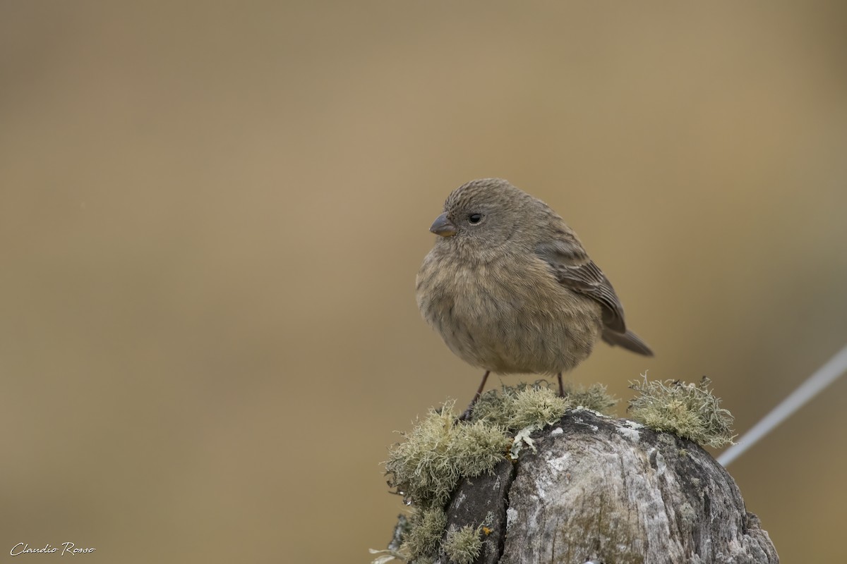 Band-tailed Seedeater - ML620870569