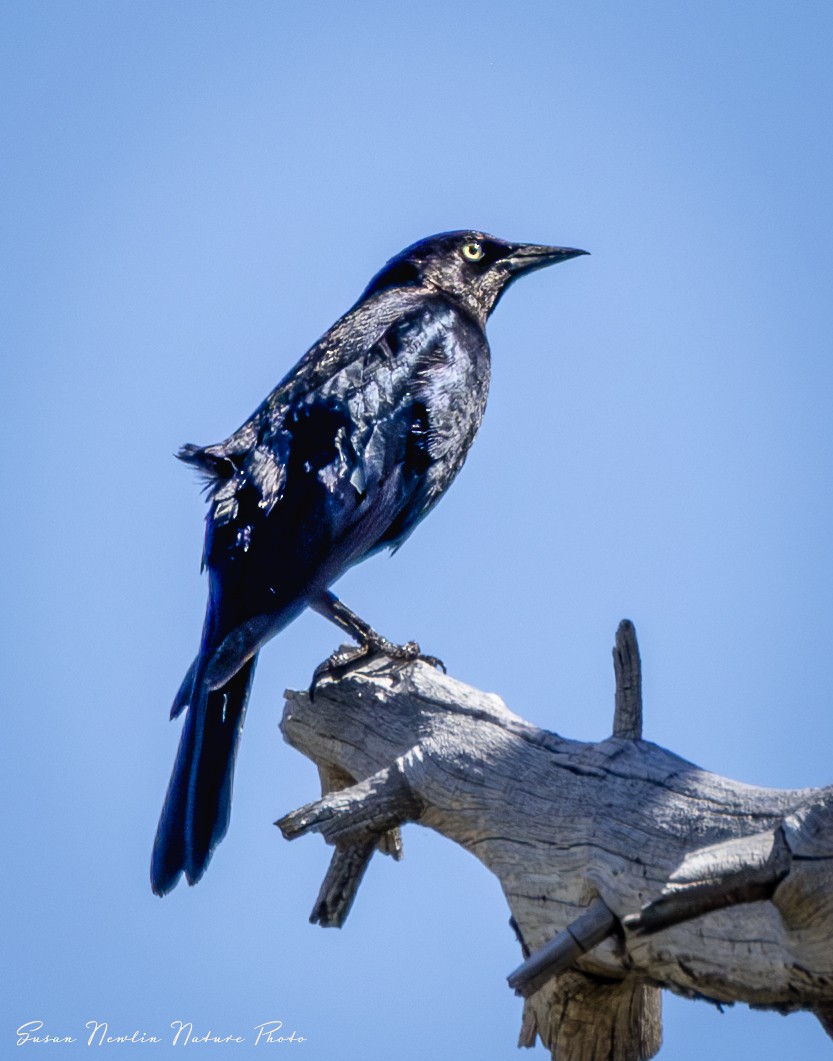 Brewer's Blackbird - ML620870576