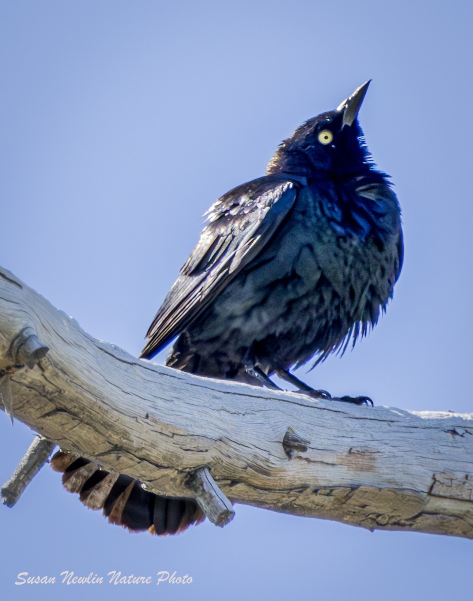 Brewer's Blackbird - Susan Newlin