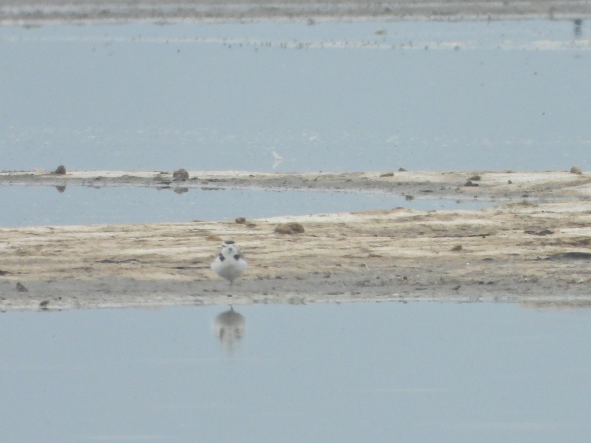 Snowy Plover - ML620870578