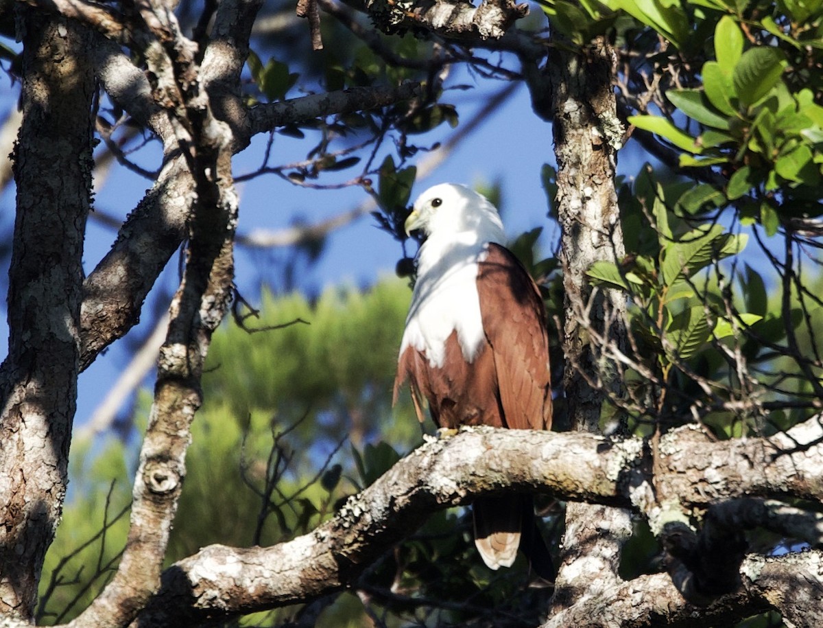 Brahminy Kite - ML620870583