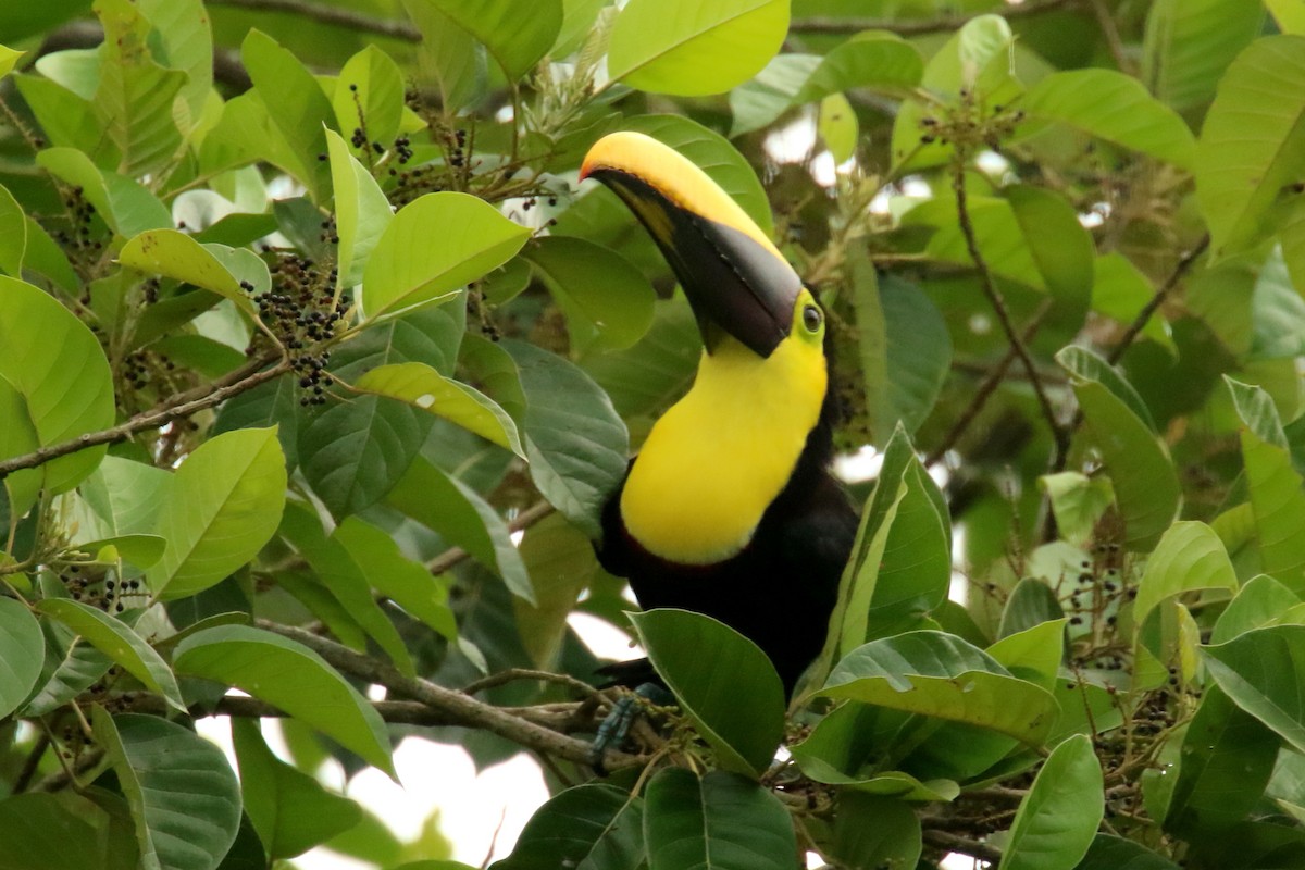 Yellow-throated Toucan (Chestnut-mandibled) - ML620870585