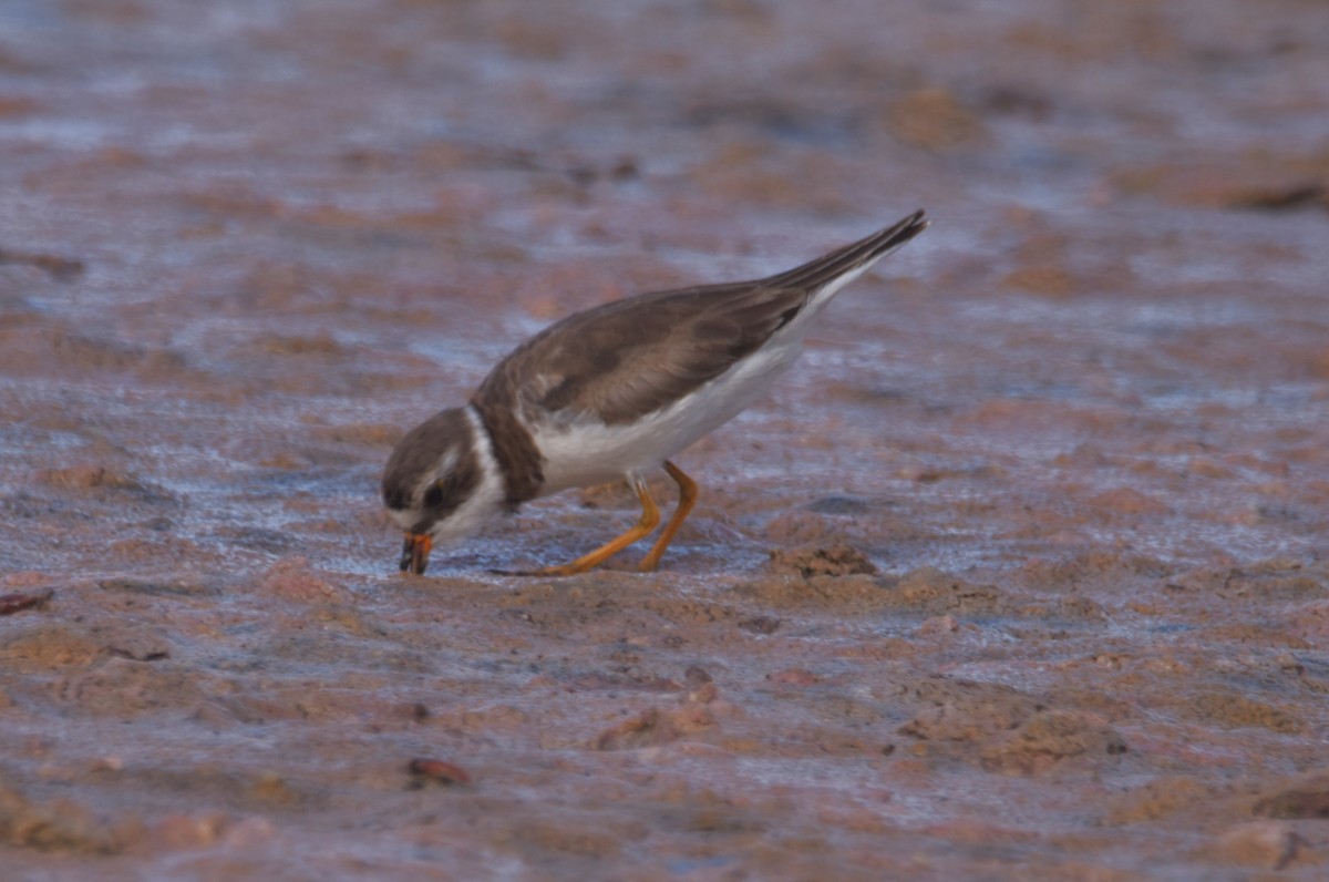 Semipalmated Plover - ML620870591